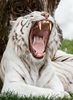 Weißer Tiger im Safaripark Stukenbrock