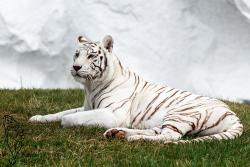 Weißer Tiger im Safaripark Stukenbrock