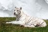 Weißer Tiger im Safaripark Stukenbrock