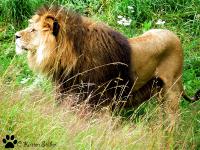 Afrikanische Löwen sind vom Aussterben bedroht