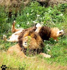 Löwenbrüder entspannen sich