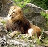 Prächtiger Löwe im Zoo Wuppertal