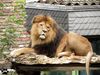 Löwenmännchen im Zoo Duisburg