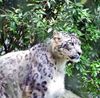 Schneeleopard Kater im Zoo Wuppertal