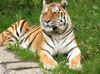 Sibirischer Tiger im Zoo Wuppertal