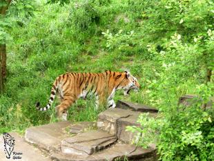 Sibirischer Tiger im Zoo Wuppertal