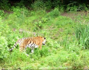 Sibirischer Tiger im Zoo Wuppertal