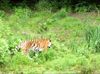 Sibirischer Tiger im Zoo Wuppertal