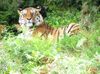 Sibirischer Tiger im Zoo Wuppertal