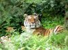 Sibirischer Tiger Zoo Wuppertal