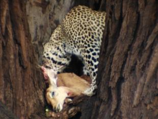 Leopard mit erlegter Beute in einer Astgabel