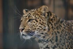 Leoparden haben sehr lange Tasthaare