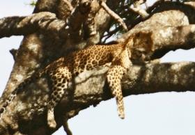 Leopard ruht sich auf einem Baum aus