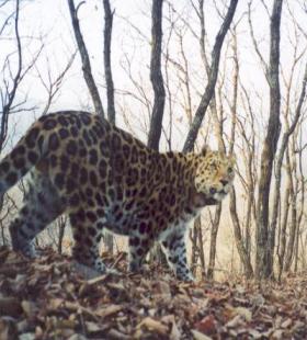 Amur-Leopard aufgenommen von einer Kamerafalle
