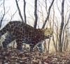 Amur-Leopard aufgenommen von einer Kamerafalle