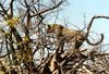 Leopard in Namibia