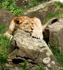 Löwenjungtier im Zoo Dortmund