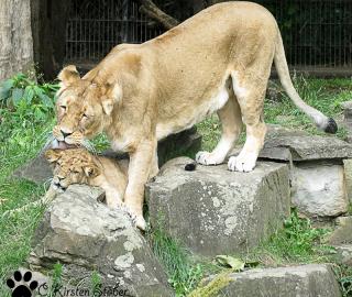 Löwin mit Jungtier im Zoo Dortmund
