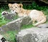 Löwenjungtier im Zoo Dortmund