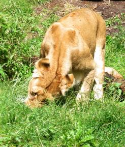 Eine Löwin frisst Gras zur Verdauung