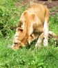 Eine Löwin frisst Gras zur Verdauung