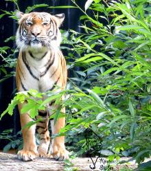 Malaysischer Tiger im Zoo Dortmund