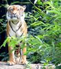 Malaysischer Tiger im Zoo Dortmund