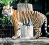 Malaysischer Tiger im Zoo Dortmund