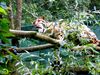 Nebelparder im Zoo Dortmund