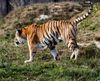 Bengaltigerin durchstreift ihr Revier