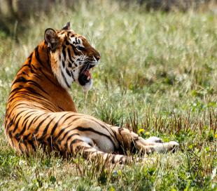 Bengaltiger Königstiger Indischer Tiger