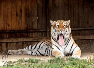 Gähnender Bengal-Tiger im Tigerpark Dassow