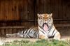 Gähnender Bengal-Tiger im Tigerpark Dassow