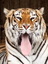 Bengaltigerin im Tigerpark Dassow