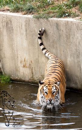 Bengal-Tiger im Tigerpark Dassow