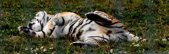 Bengal Tiger im Tigerpark Dassow