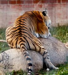 Bengal-Tiger im Tigerpark Dassow