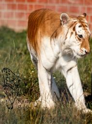 Golden Tabby Tiger