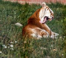 Golden Tabby Tiger im Tigerpark Dassow