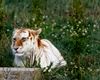 Golden Tabby Tiger