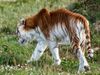 Golden Tabby Tiger sind sehr selten