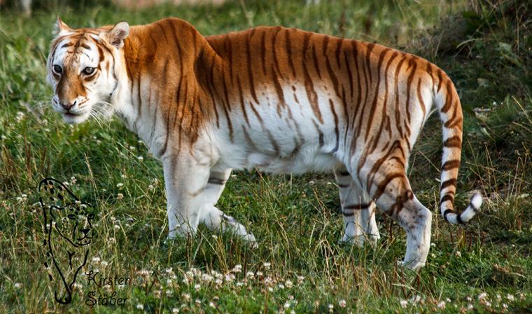 Golden Tabby Tiger tragen ein rezessives Gen in sich