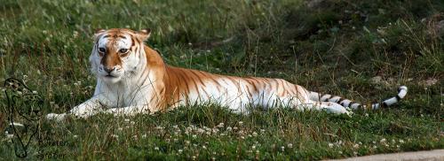 Golden Tabby Tiger leben nur in Zoos und Tierparks
