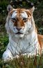 Golden Tabby Tiger im Tigerpark Dassow