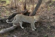 Leopard streift in einem Nationalpark umher