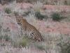 Leopard in Namibia