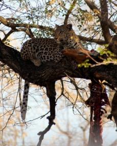 Leopard in einem Baum mit Beute