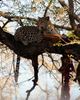 Leopard in einem Baum mit Beute