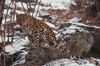 Amur-Leopard in Rußland