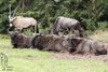 Gnus und eine Antilope